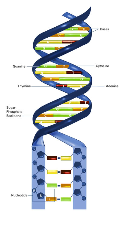 ADN/ARN-NASA1.jpg